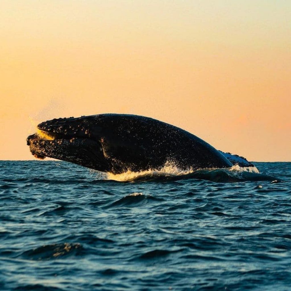 Ballena jorobada