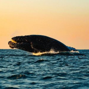 Ballena jorobada